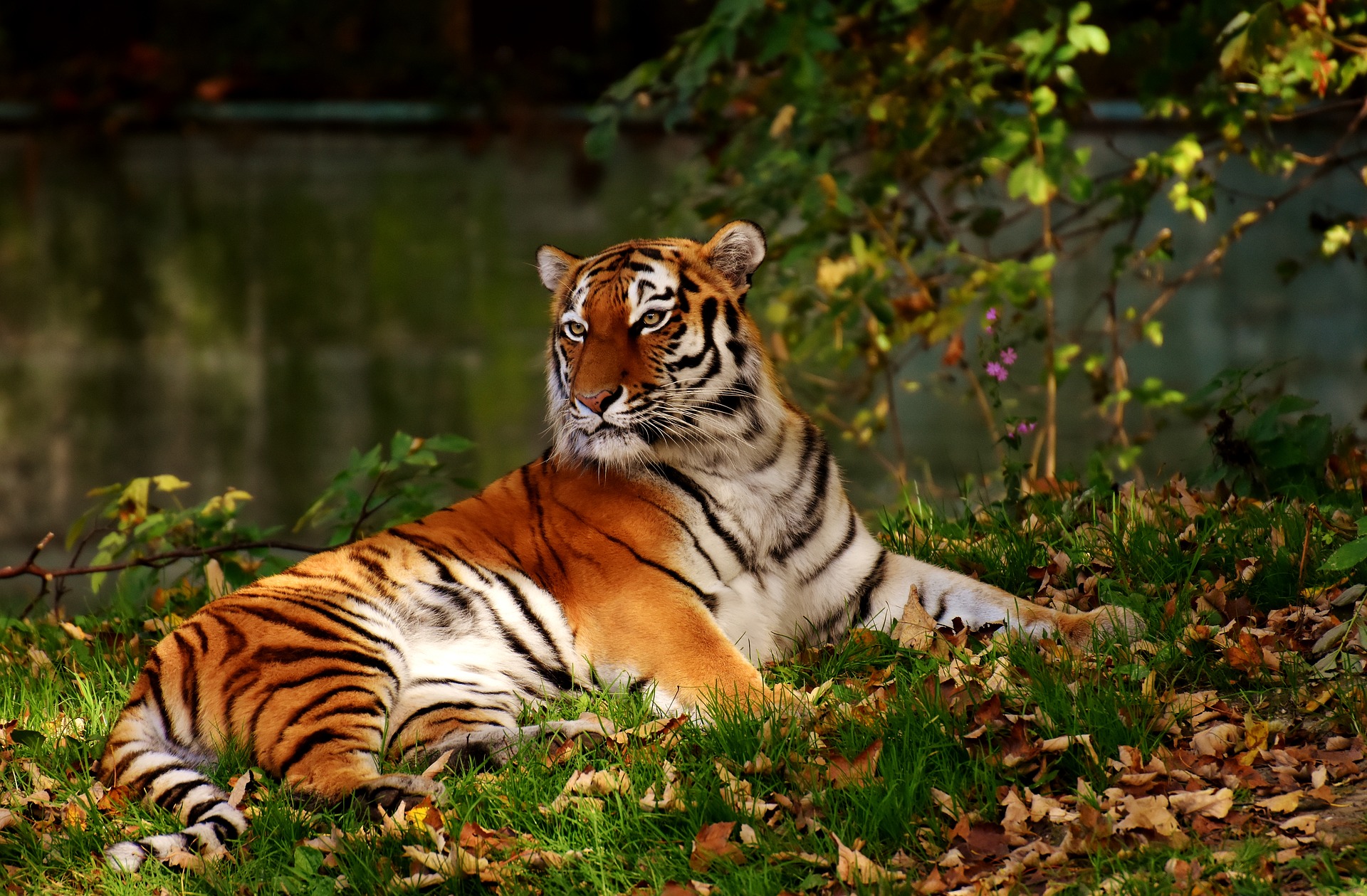 Die Tiger von Thekkady